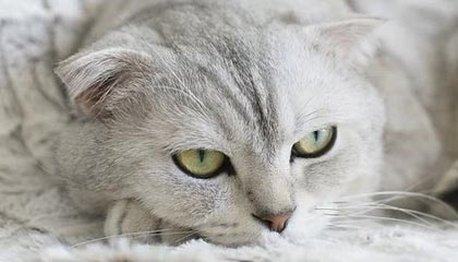 JIUYOU GAMING-世俱杯赛况:巴萨逆境奋战,淘汰欧洲强队,巴萨世俱杯球衣